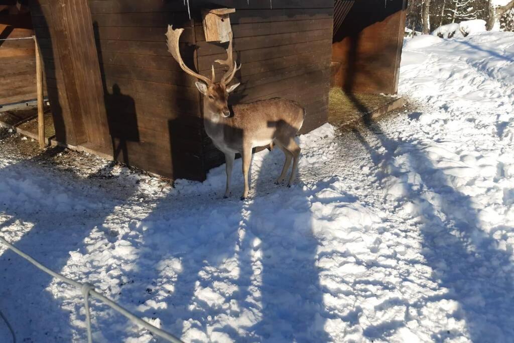 Gemuetliche Ferienwohnung In Sankt Blasien Exteriör bild